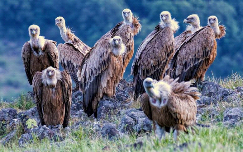 A group of vultures perched on rocks