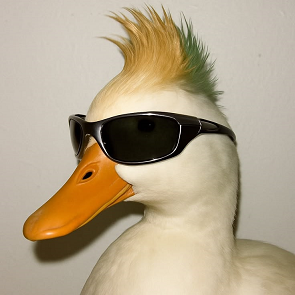 A white duck wearing dark sunglasses